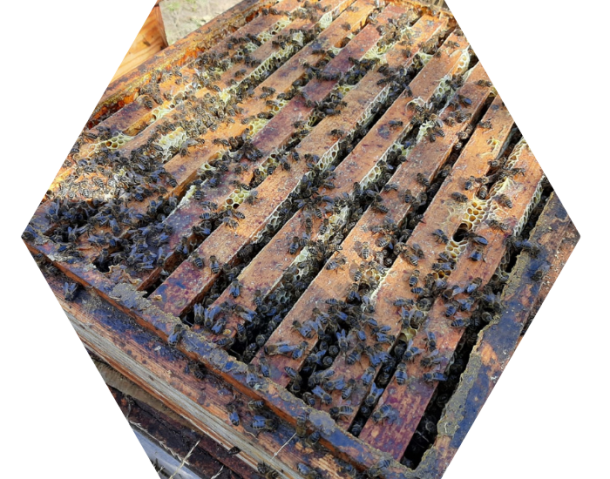 Quienes somos Las Abejas Artesanas Comprar Miel