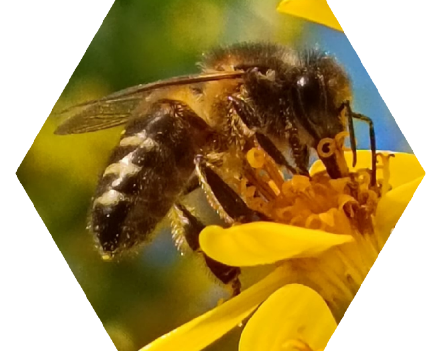 Las Abejas Artesanas Explotación apícola familiar