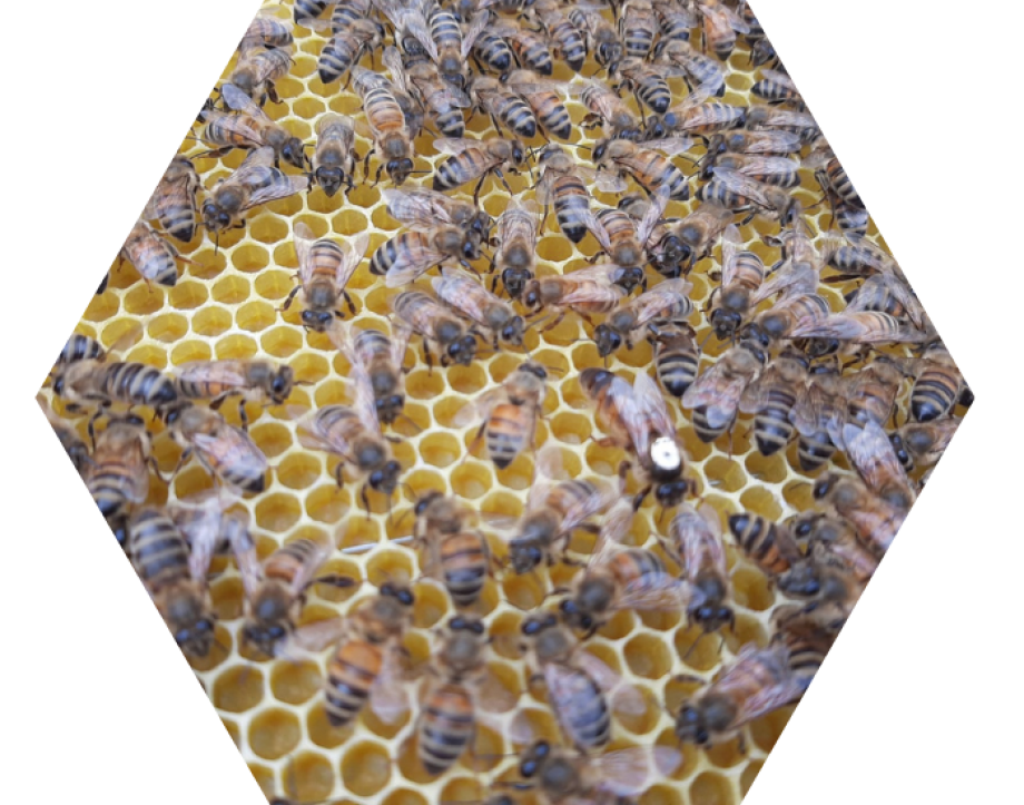 Las Abejas Artesanas Explotación apícola familiar